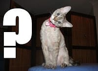 It's Caturday & teh big cats are playing