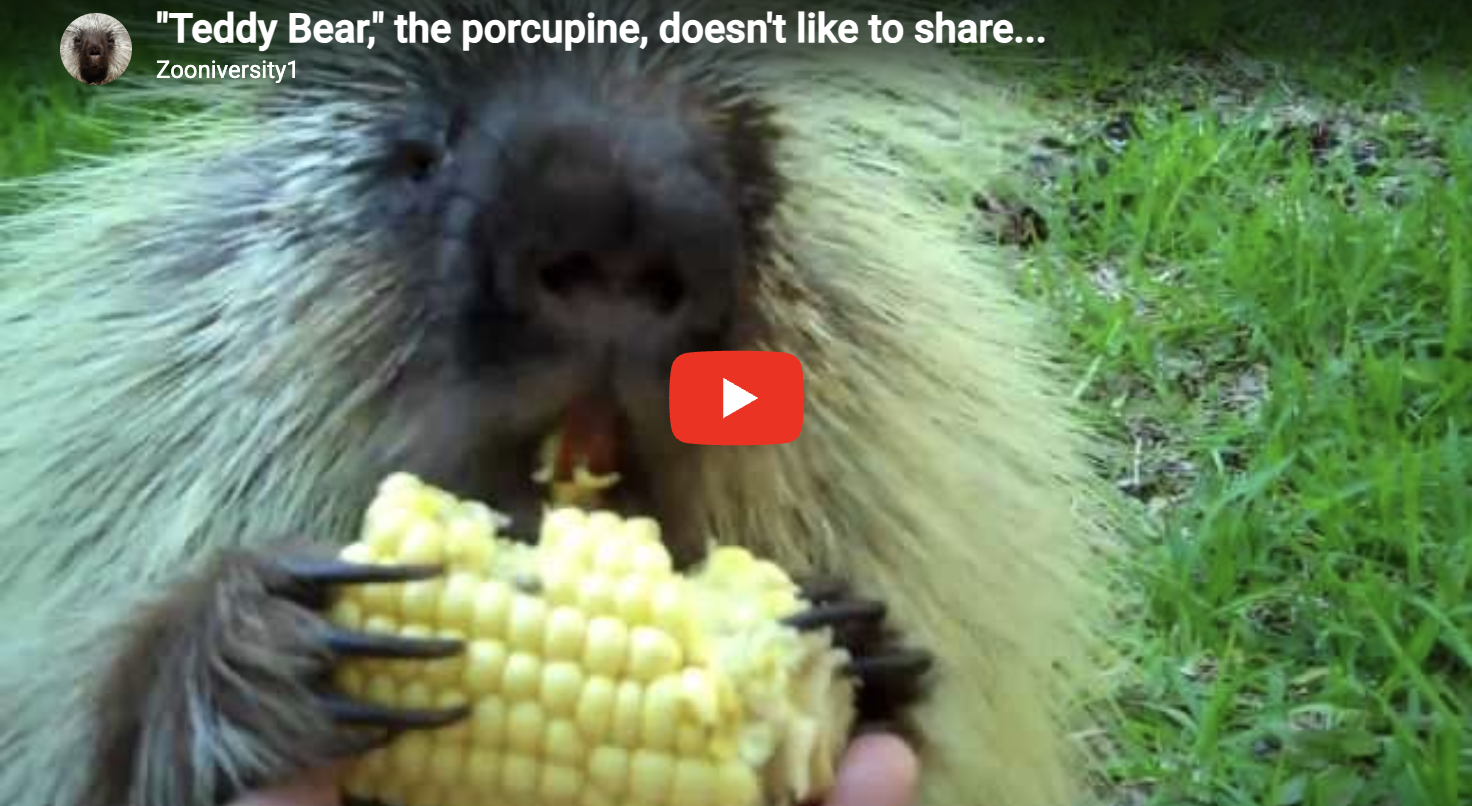 happy Caturday with Teddy Bear the porcupine