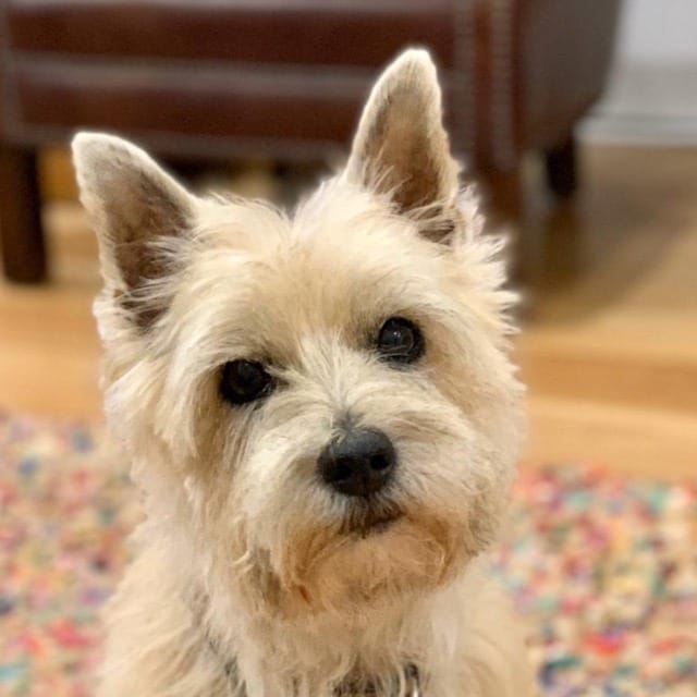 Starting a podcast during COVID19