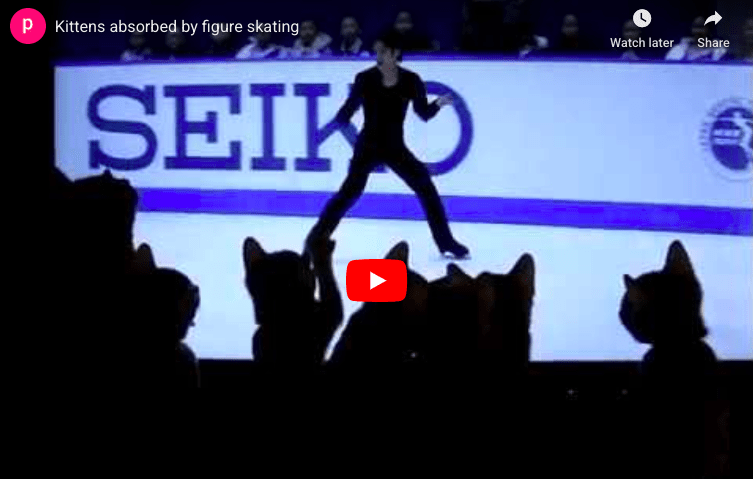 Kittehs and ice skating - adorableness multiplied
