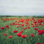 A picturesque field of red poppies in bloom, showcasing nature's vibrant beauty on an overcast day.