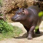 hippopotamus, zoo, young hippo, hippo, hippopotamus, hippopotamus, hippopotamus, hippo, hippo, hippo, hippo, hippo