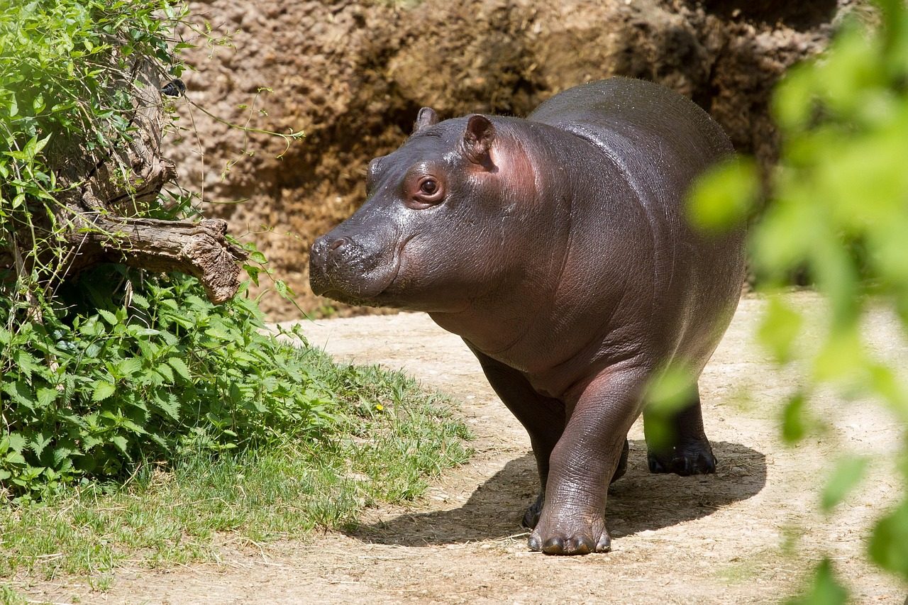 hippopotamus, zoo, young hippo, hippo, hippopotamus, hippopotamus, hippopotamus, hippo, hippo, hippo, hippo, hippo